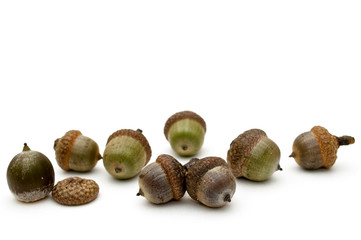 Acorns.