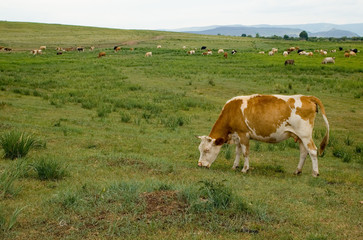 Fototapeta na wymiar COW ON A MEADOW