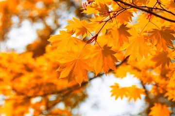 Naklejka na ściany i meble Autumn, yellow leaves