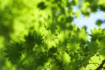 green leaves