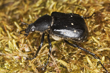 Gnorimus variabilis on moss. Extreme close-up.