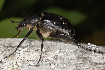 Gnorimus variabilis resting on a wooden log. Extreme close-up.