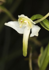Greater butterfly-orchid (platanthera chlorantha) Macro photo.