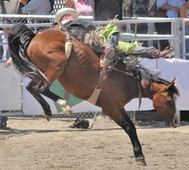 Obraz premium Hang On Cowboy!