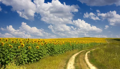 Zelfklevend Fotobehang Platteland veld met zonnebloemen