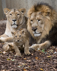 Fototapeta na wymiar rodzina lwa