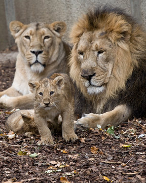 Lion Families Images – Browse 26,984 Stock Photos, Vectors, and Video |  Adobe Stock