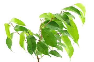 ficus, plante purificatrice d'appartement