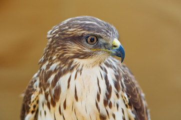 falcon