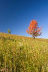 tree with bright red crown against blue sky