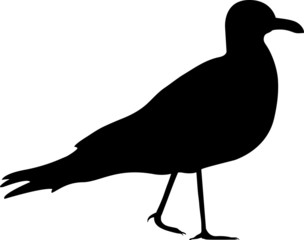 Sea gull