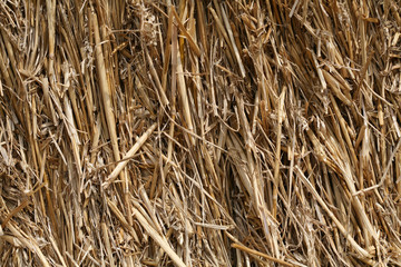 PAILLE - straw (2)
