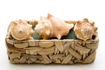 Muschel im Korb