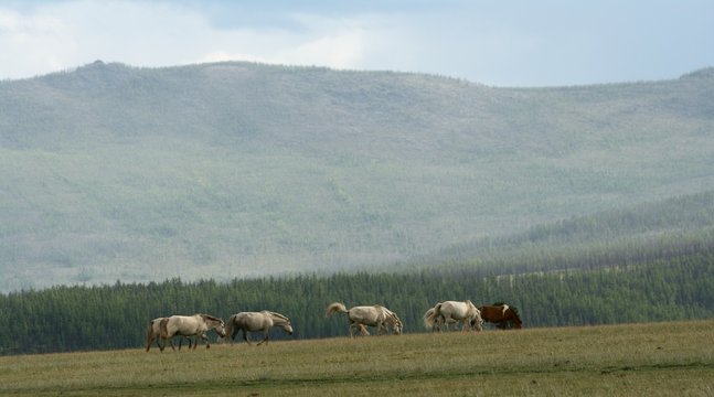 Mongolische Pferdeherde
