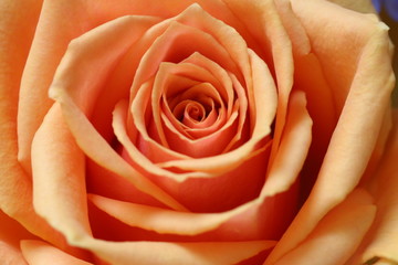 Orange Rose