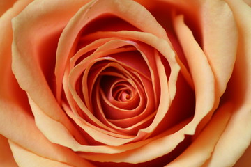Fototapeta na wymiar Orange Rose