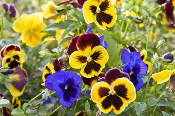 Pansy flowers background