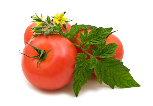 bio fresh tomatoes on white background