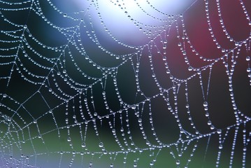 Spiderweb - 16842302