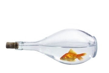Fototapeta na wymiar fish in bottle