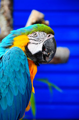 Blue-and-yellow Macaw