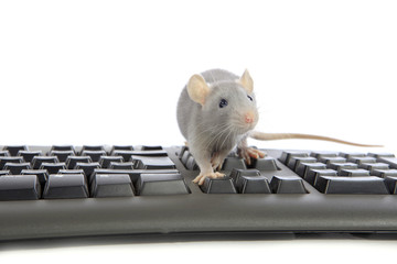 Rat sur un clavier d'ordinateur...