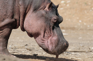 Hippo at lake Naivasha, Kenya
