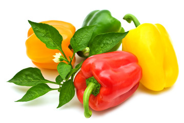 colorful bio fresh paprika