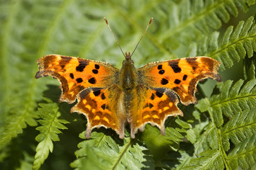 Comma Butterfly