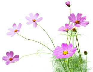 Cosmos flower