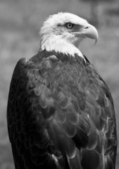 american bald eagle