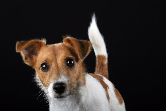 Jack Russel Terrier Hund