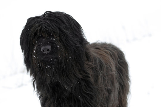 Chien de berger de Brie -  schwarzer Briard Hund