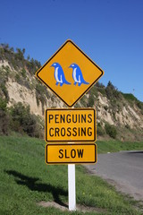 Penguins crossing - slow!