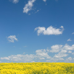 Spring. Poland. Field.