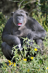 Chimpanzee (Pan troglodytes), Sweetwaters game reserve, Kenya
