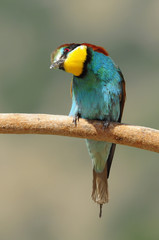 Bee-eater (Merops apiaster), Israel
