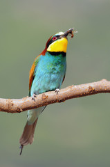 Bee-eater (Merops apiaster), Israel
