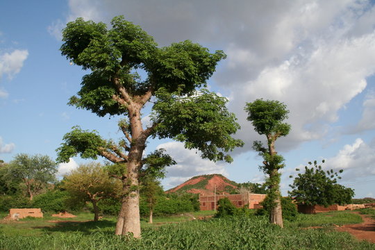 jeunes baobabs