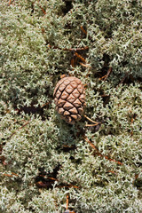 Fir cone on blue moss