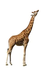 Photo sur Plexiglas Girafe Girafe isolé sur blanc