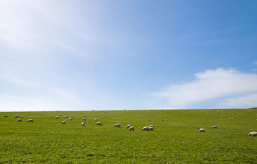 Obraz premium Sheep grazing an open field