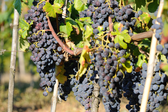 Moscato