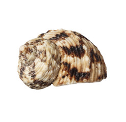 sea shell holiday travel