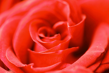 red rose