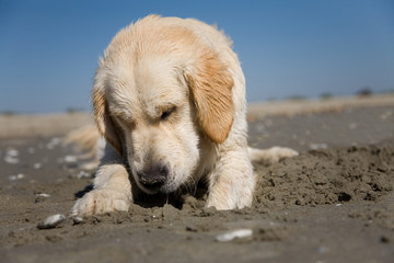 A sad golden retriever on the beach