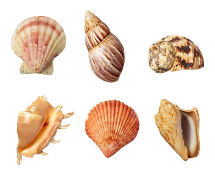 sea shell holiday travel