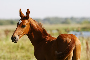 baby horse on field turning
