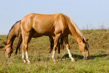Fototapeta premium purebred horses grazing on summer field