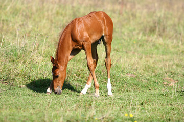 Obraz premium chestnut filly on field